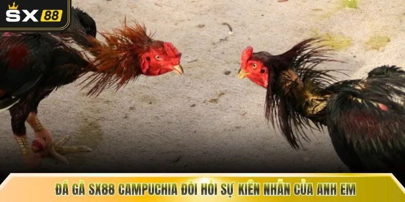 Đá gà SX88 Campuchia đòi hỏi sự kiên nhẫn của anh em