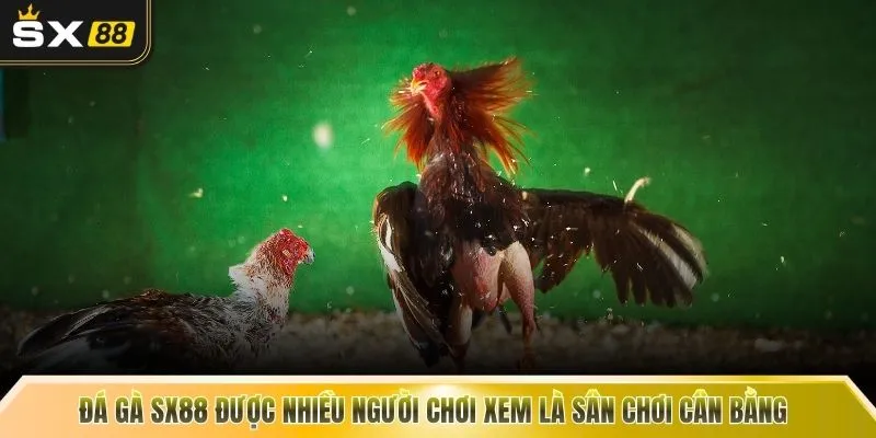 Đá gà SX88 được nhiều người chơi xem là sân chơi cân bằng